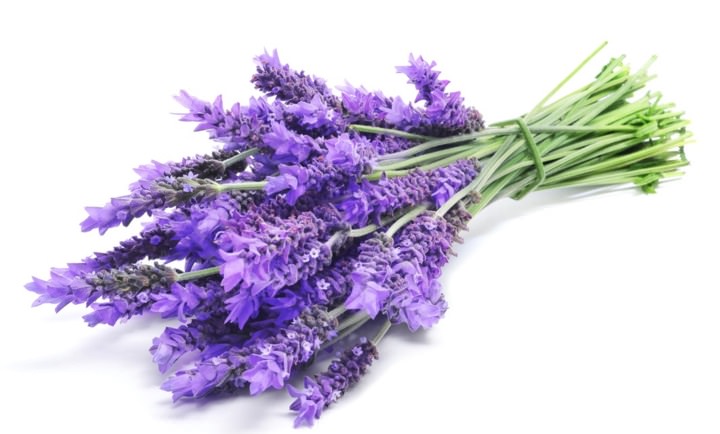 Lavanda