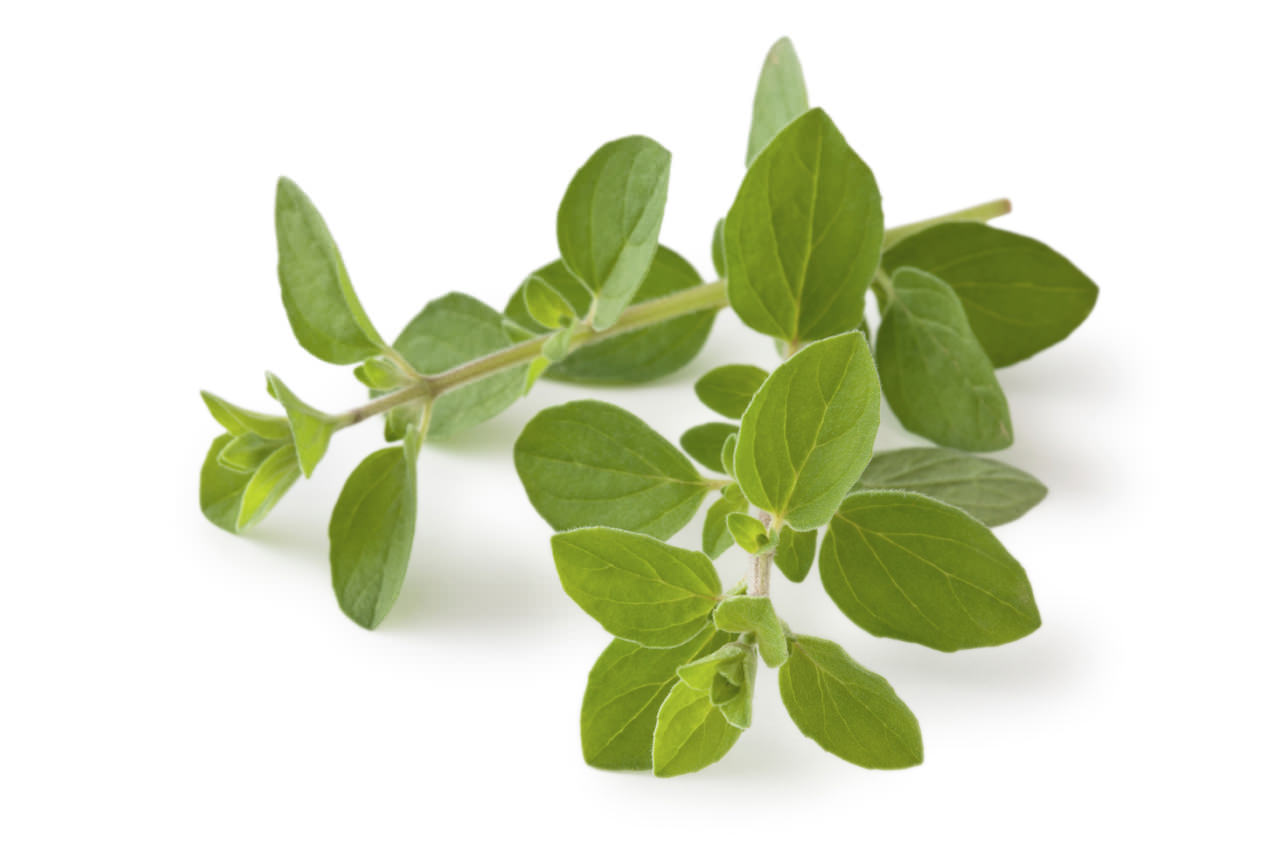 Oregano